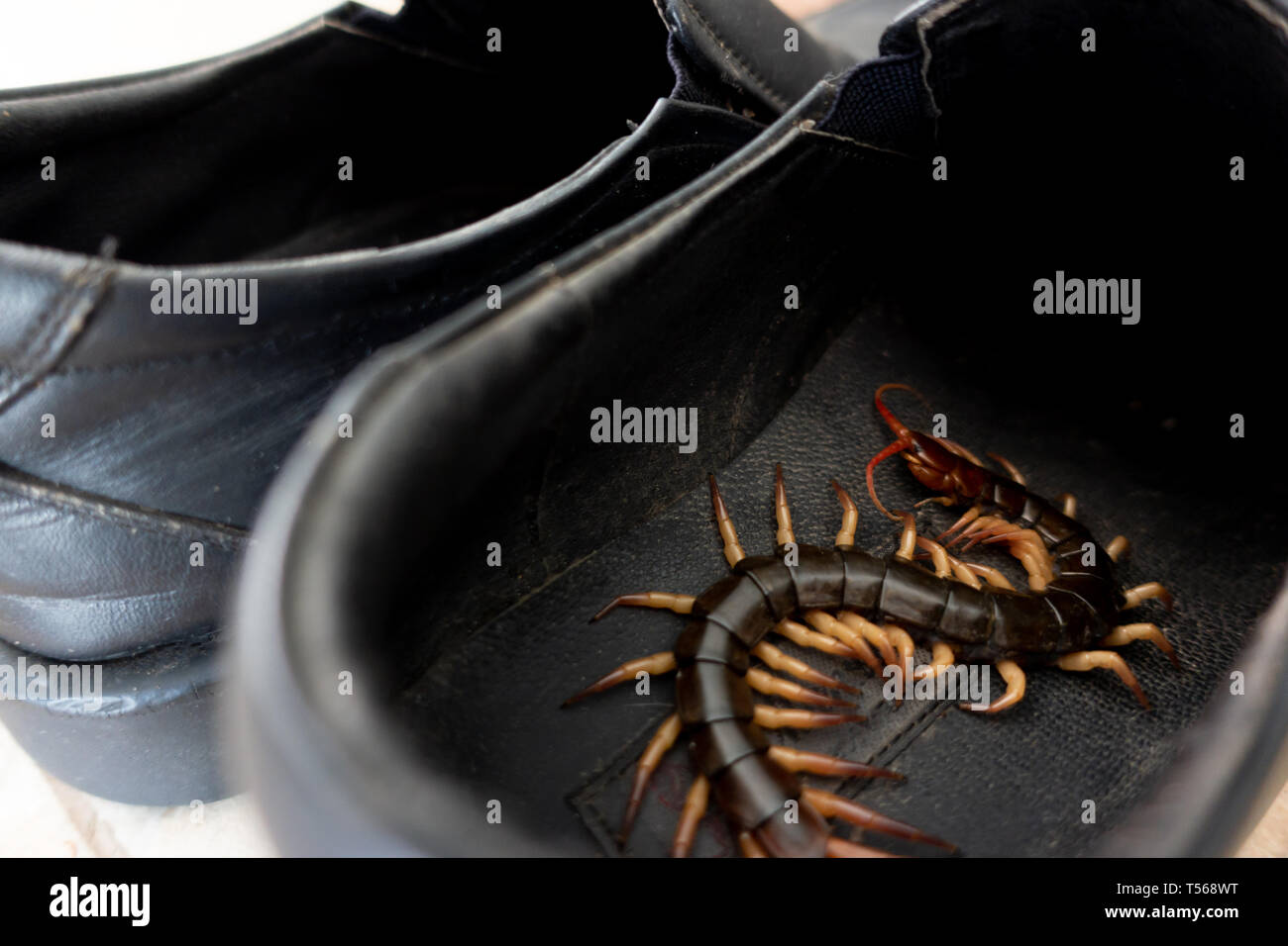 giant centipedes hiding in black ,leather shoes Stock Photo