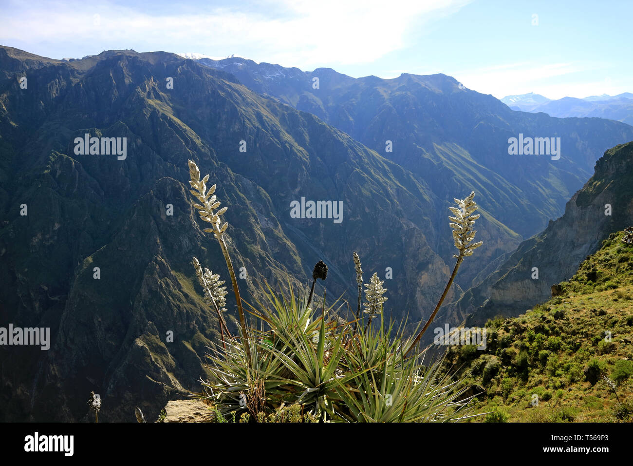 Puya Weberbaueri Flowers at the Colca Canyon, Arequipa Region, Peru, South America Stock Photo