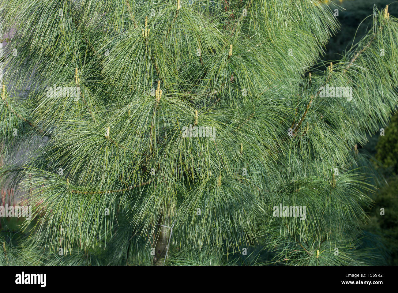 Pinus Wallichiana Bhutan Pinehimalayan Pine Tree In Garden Stock Photo