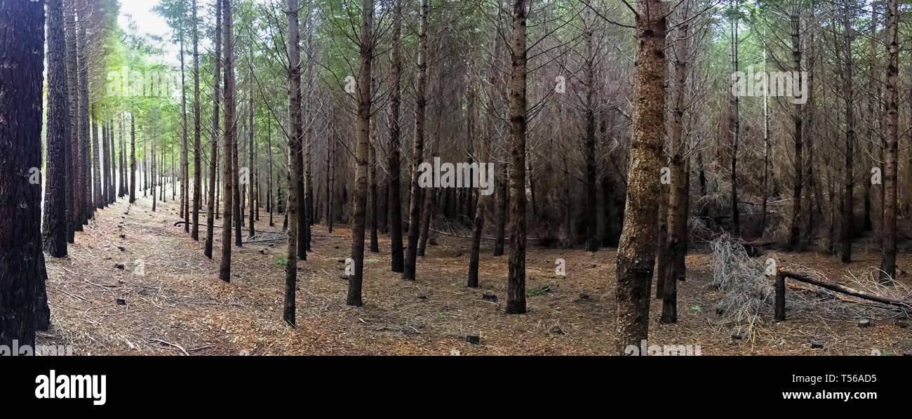 Perfectly aligned trees in a dense forest Stock Photo - Alamy