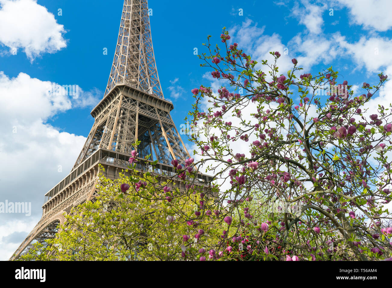 Blossoming pink magnolia and Eiffel tower, Paris. Stock Photo