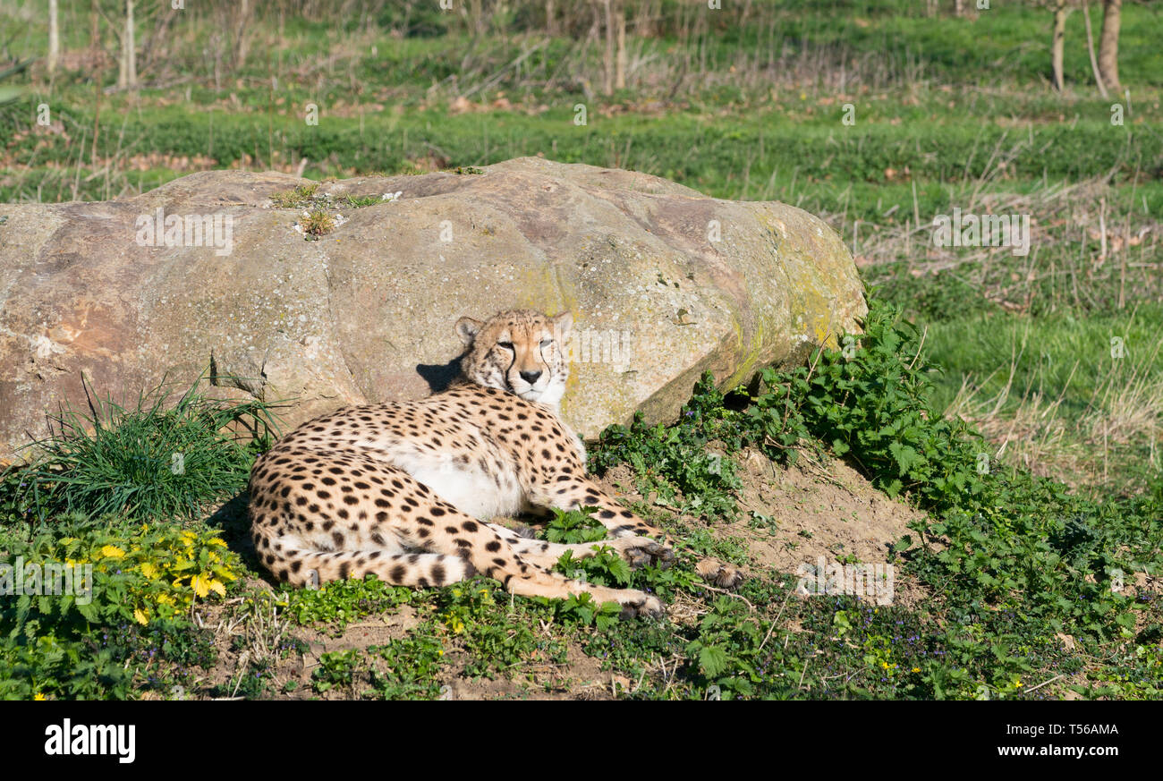 Cheetah at the Sun, Spotted Predator Lies Down and Resting on the Grass Stock Photo