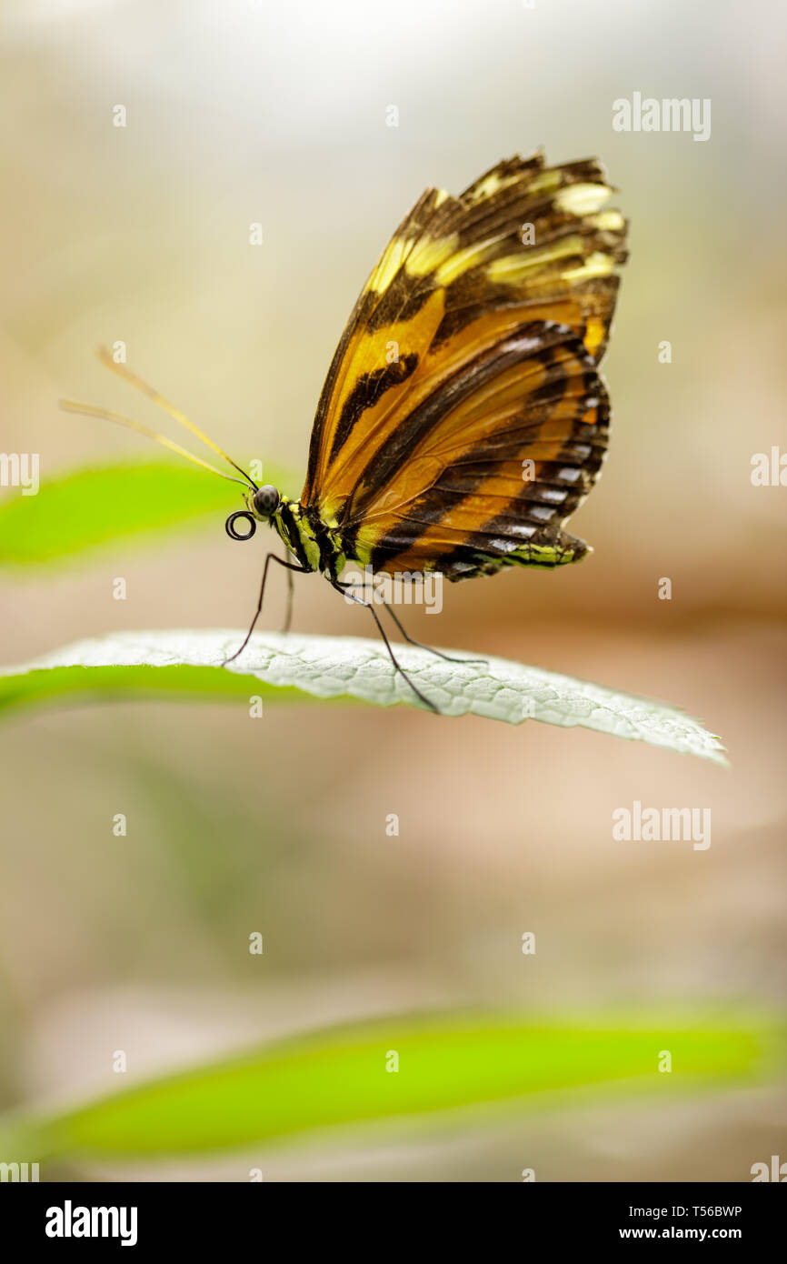 Heliconius ismenius perched on a leaf. Stock Photo
