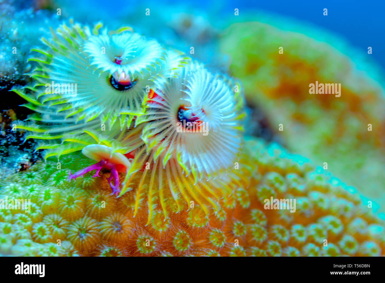 Christmas Tree Worms embedded in the coral, Turks and Caicos Islands. Stock Photo