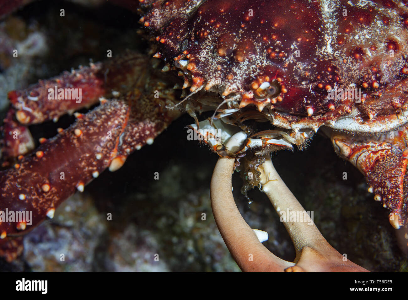 Channel Clinging Crab feeding at night in the Caribbean Stock Photo