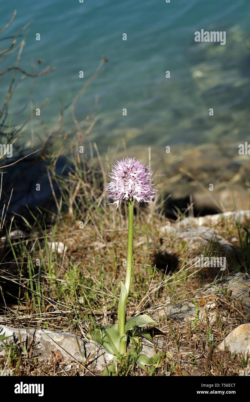 Naked-man orchid (Orchis italica) in Mljet island (Croatia) Stock Photo
