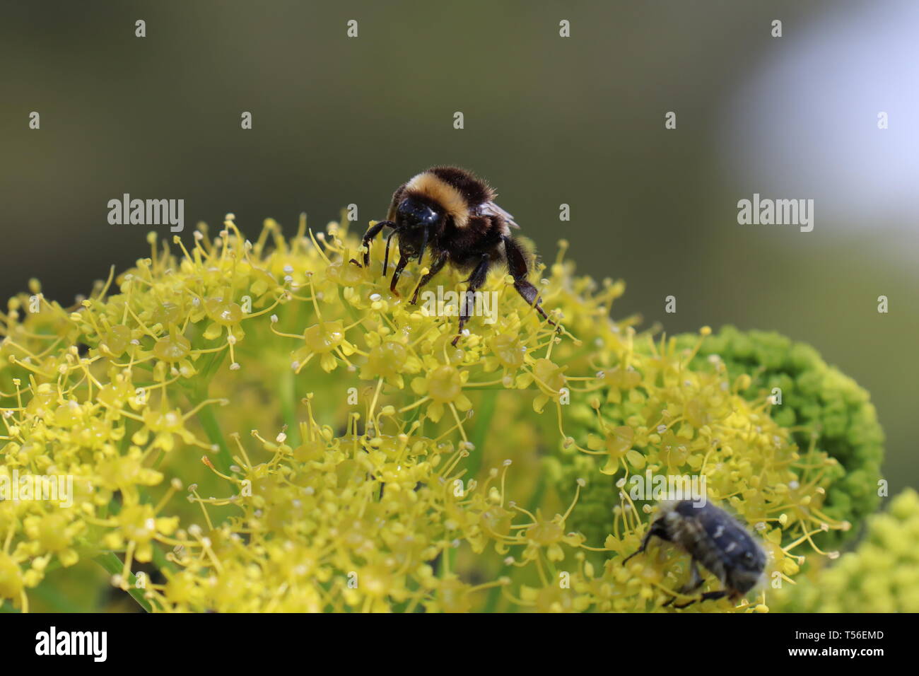 Bumblebees in Mljet island, Croatia Stock Photo