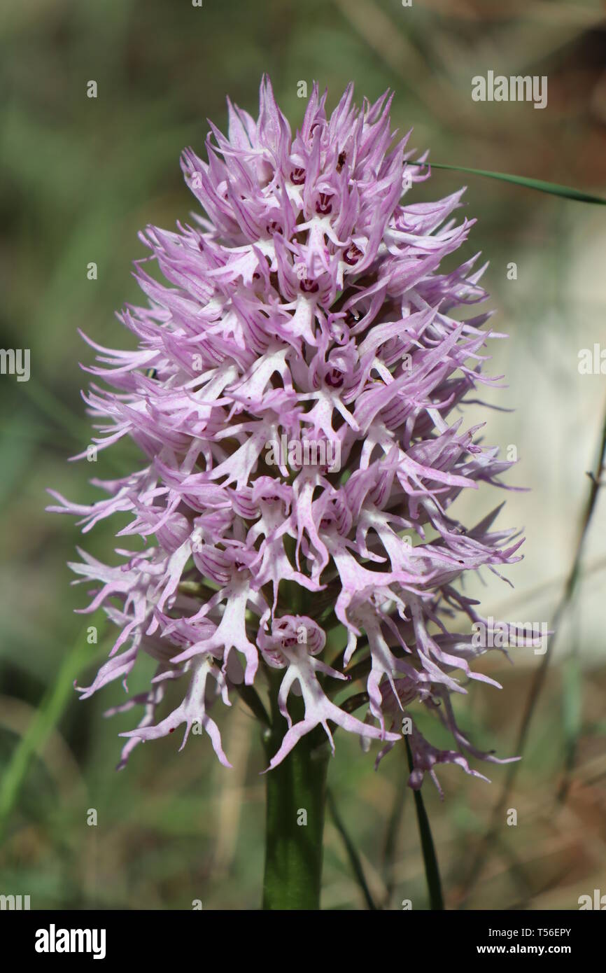 Orchis italica orchid in Mljet island, Croatia Stock Photo