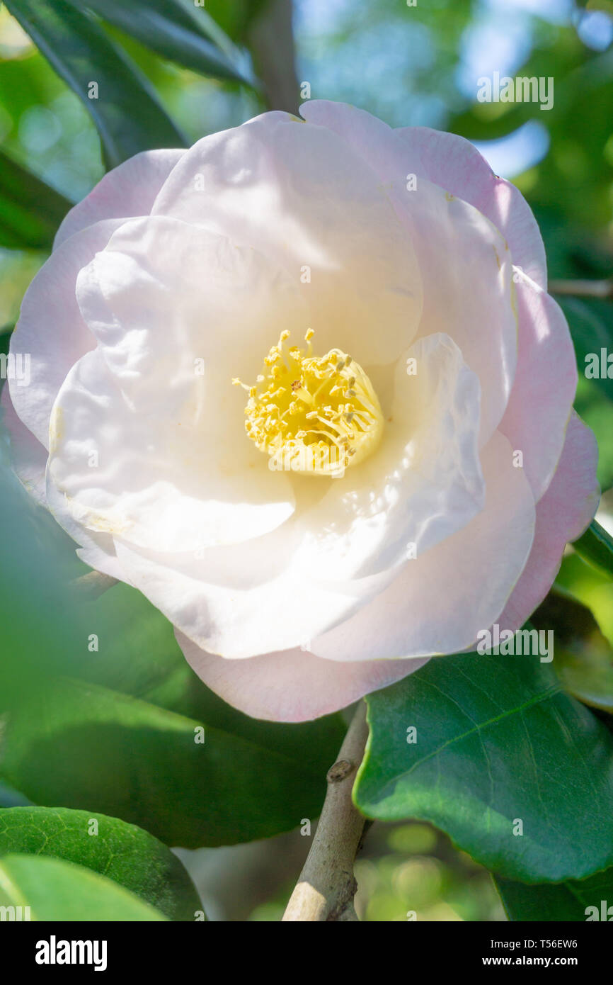 Close-up of a beautiful White Camellia April Blush (Camellia