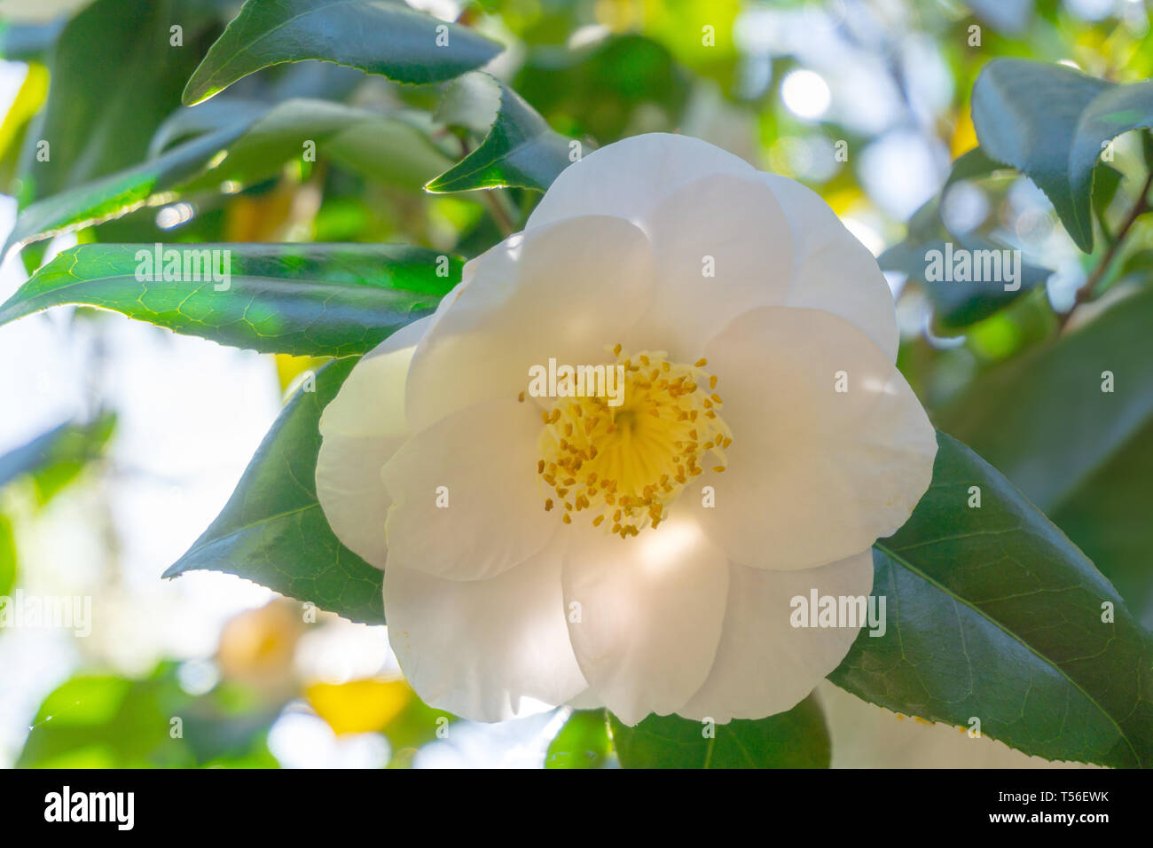 Camellia japonica white flower hi-res stock photography and images - Alamy