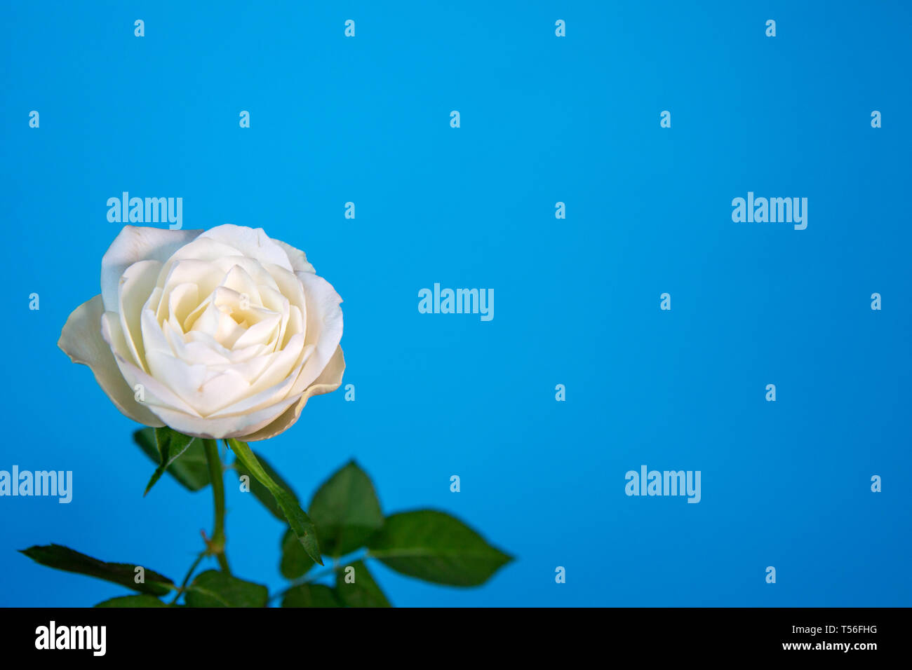 close-up of white rose on a blue background Stock Photo - Alamy
