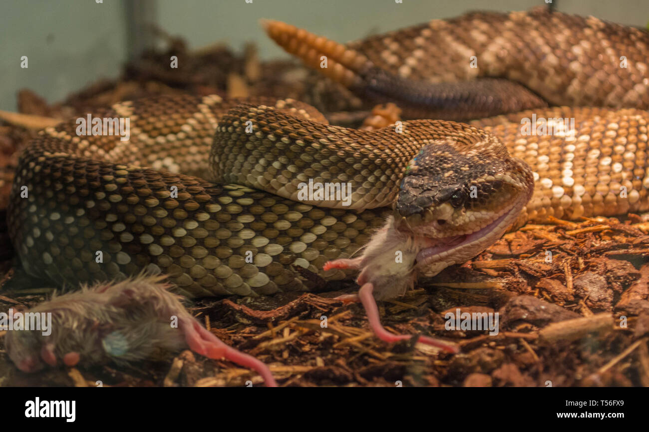 Mexican black-tailed rattlesnake, crotalus molossus nigrescens feeding Stock Photo