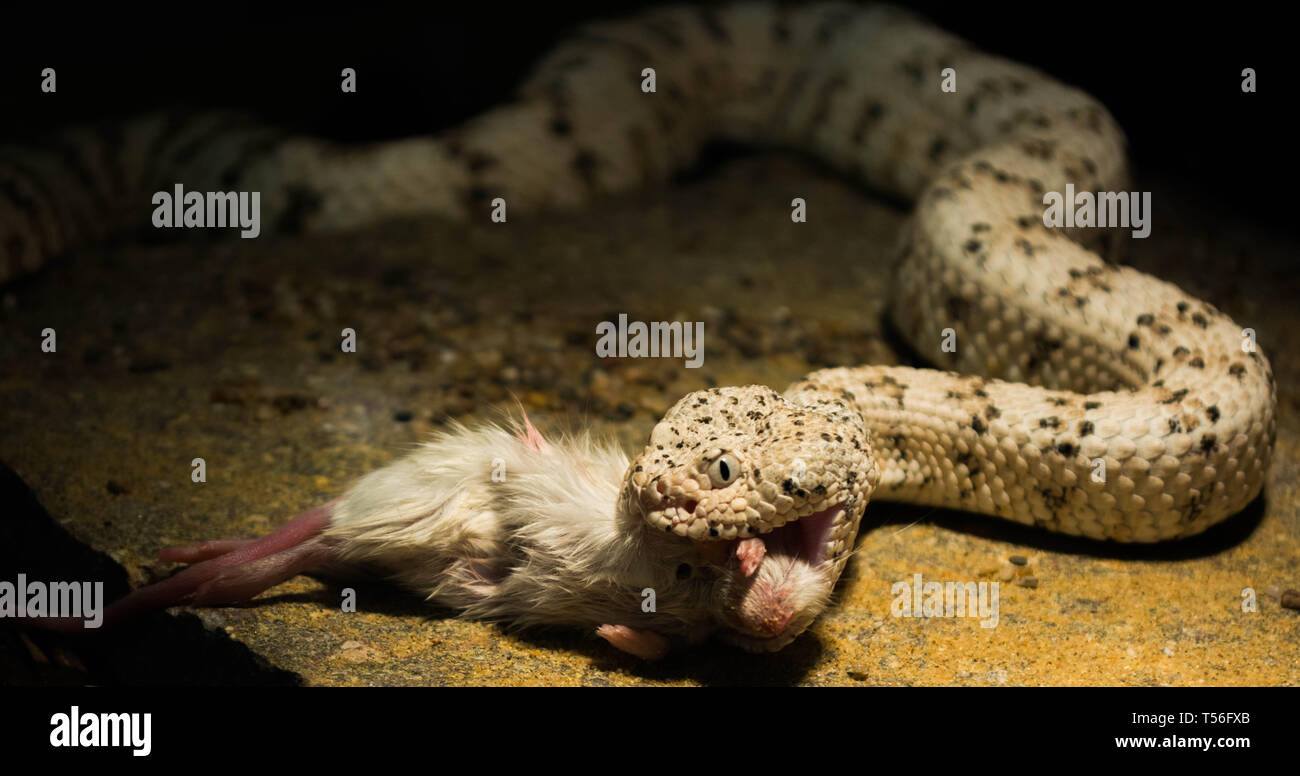 White rattlesnake hi-res stock photography and images - Alamy