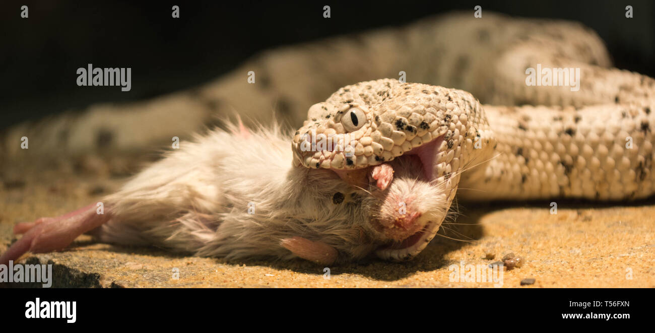 speckled rattlesnake feeding Stock Photo