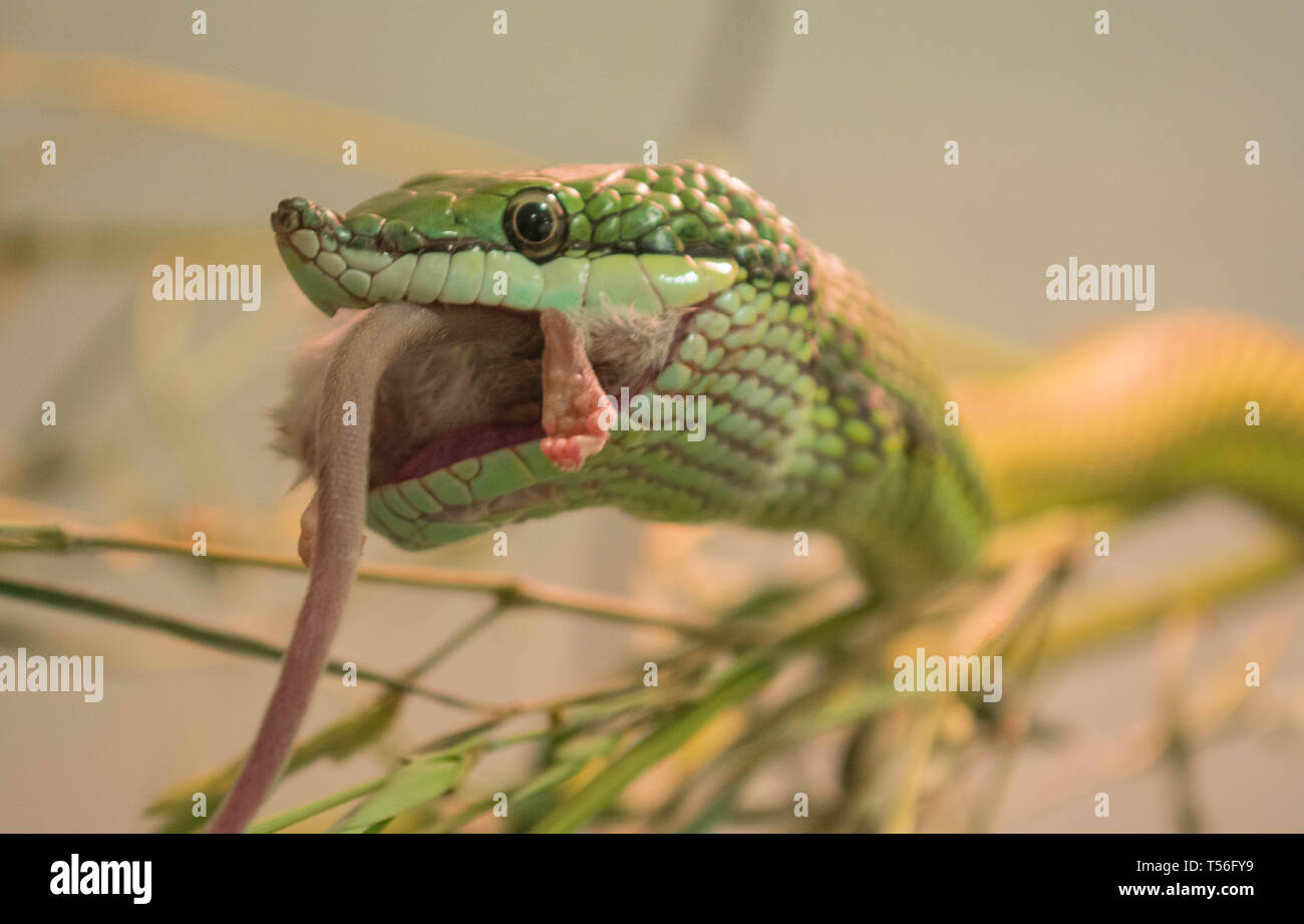 Rhino Snake Diet