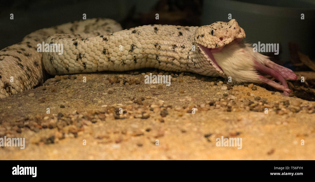 Feeding Snakes High Resolution Stock Photography and Images - Alamy - Feeding Adult Zebra Humped Snakes Correctly
