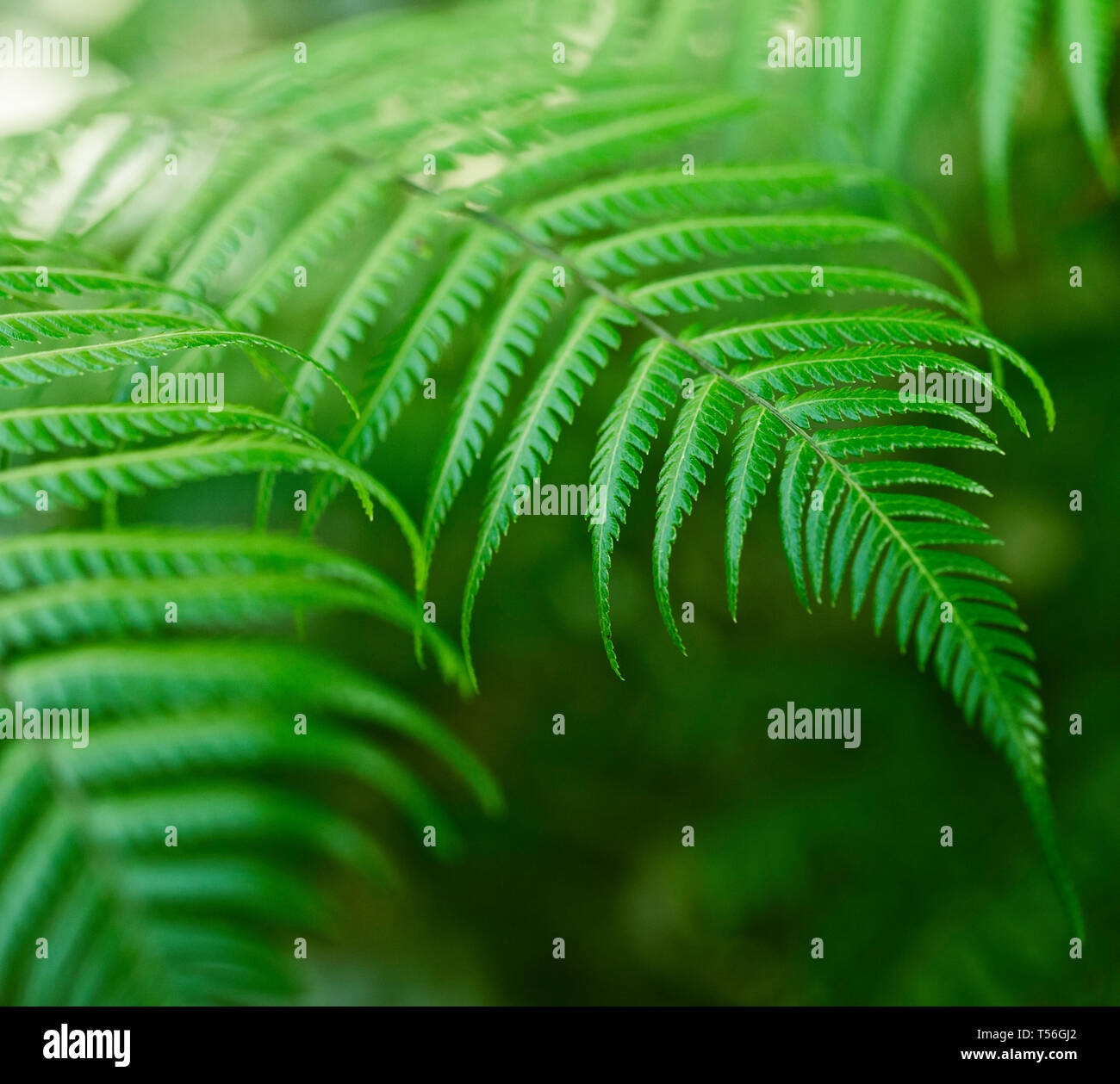 Fresh green New Zealand fern backgrounds Stock Photo
