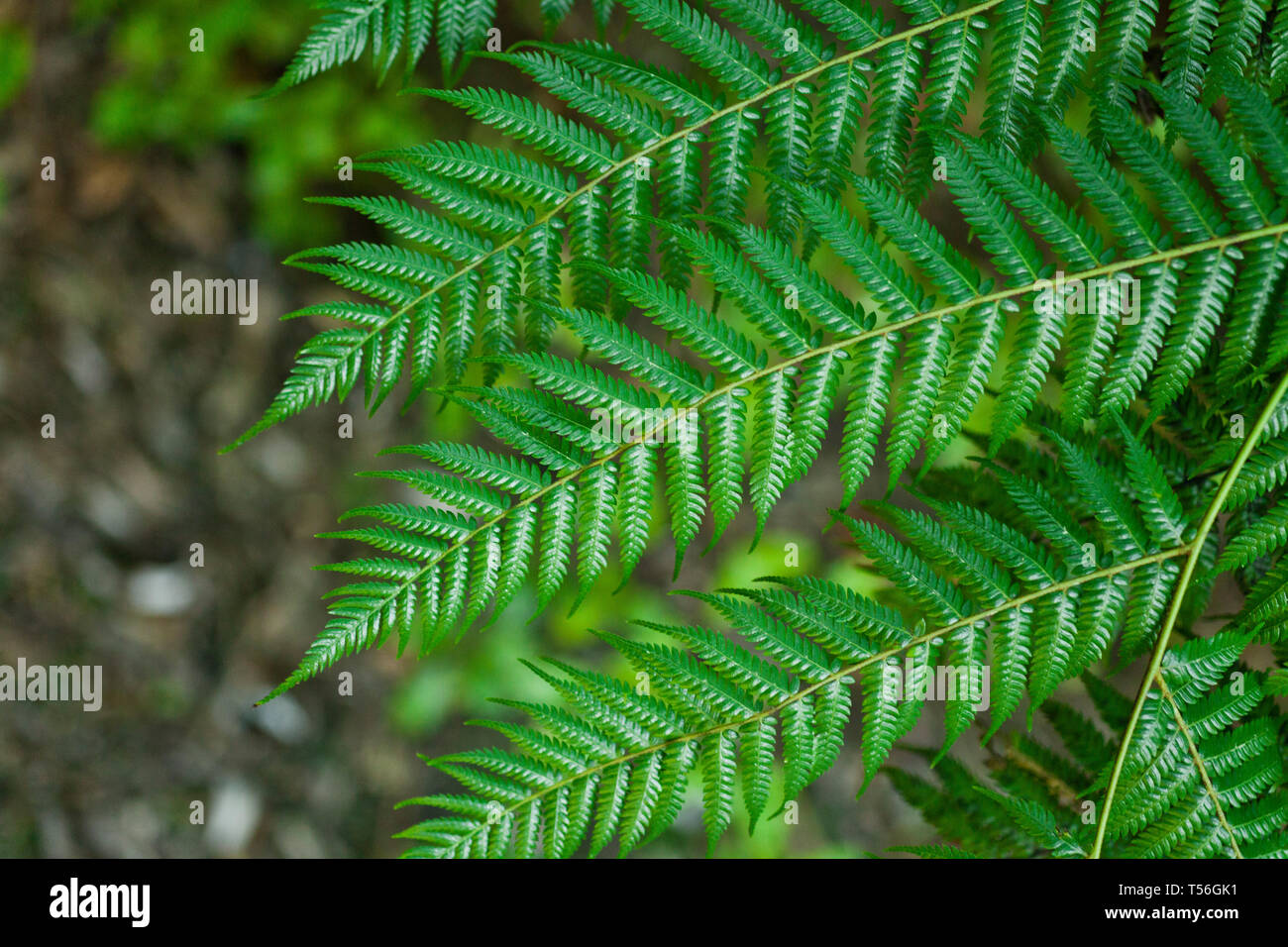 Fresh green New Zealand fern backgrounds Stock Photo - Alamy