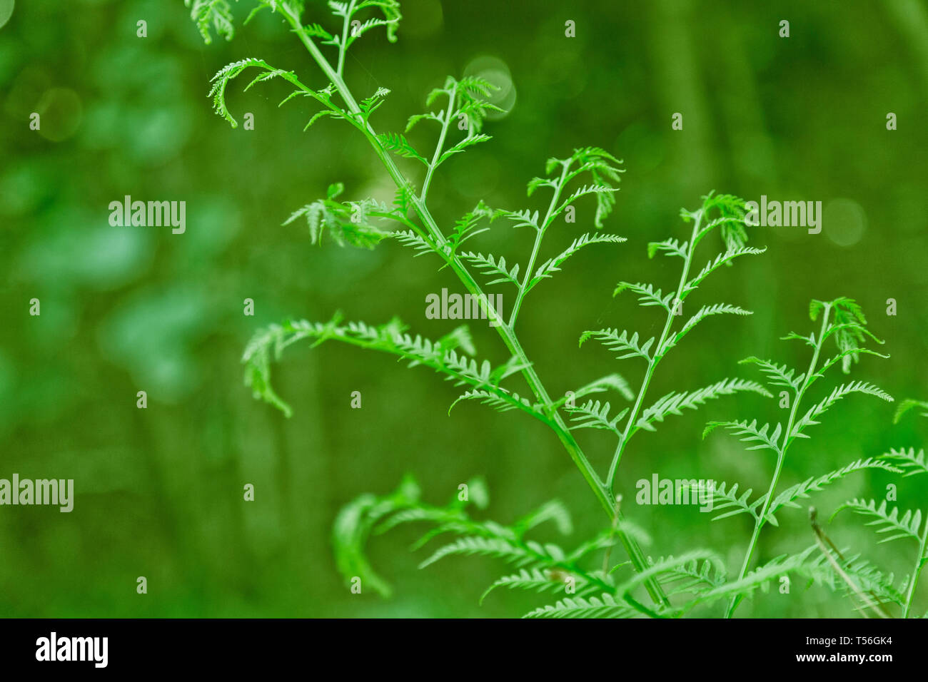 Fresh green New Zealand fern backgrounds Stock Photo