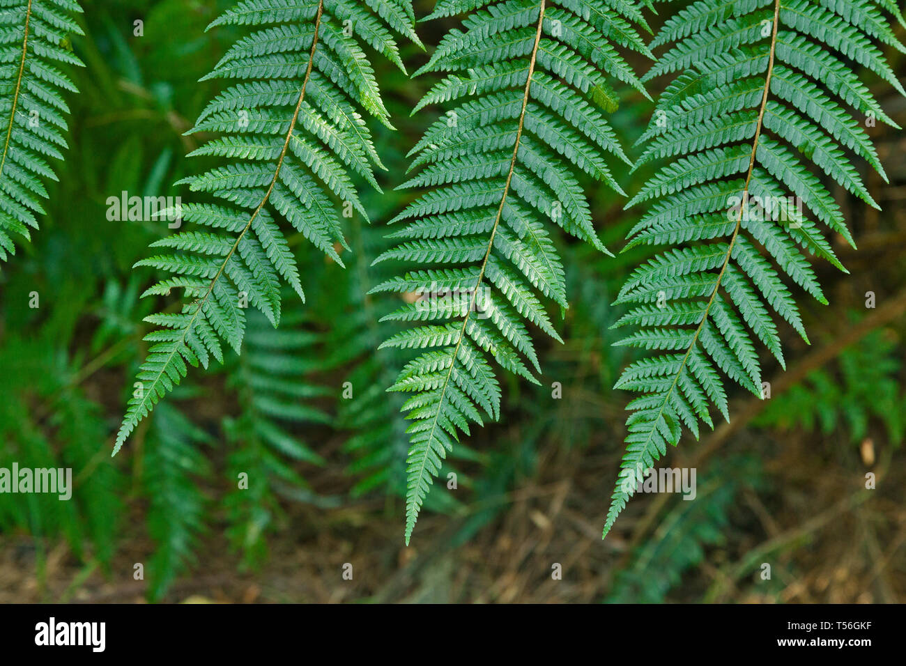 Fresh green New Zealand fern backgrounds Stock Photo Alamy