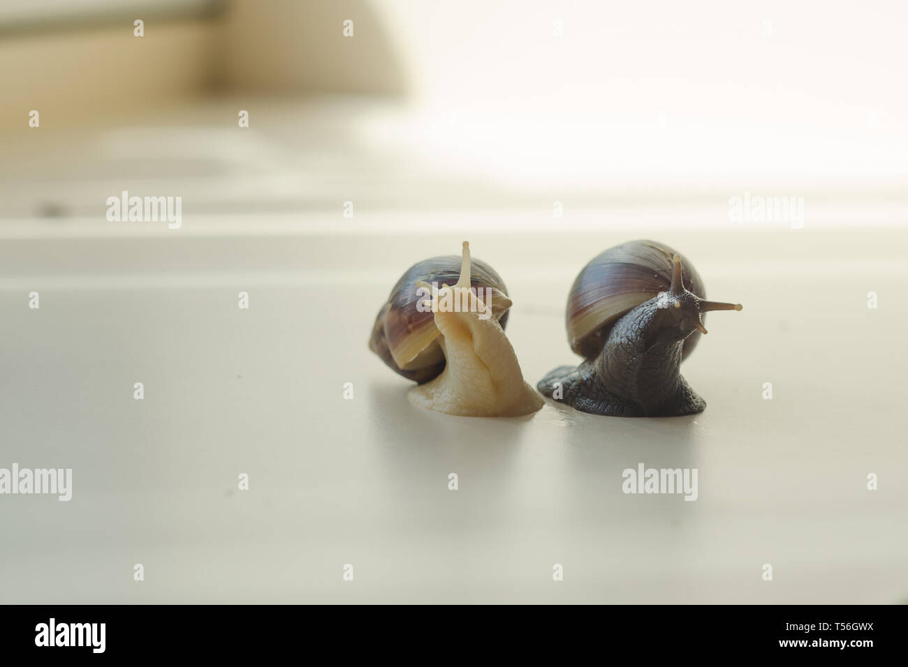 Two Achatina snails on the light background. Extreme close up macro