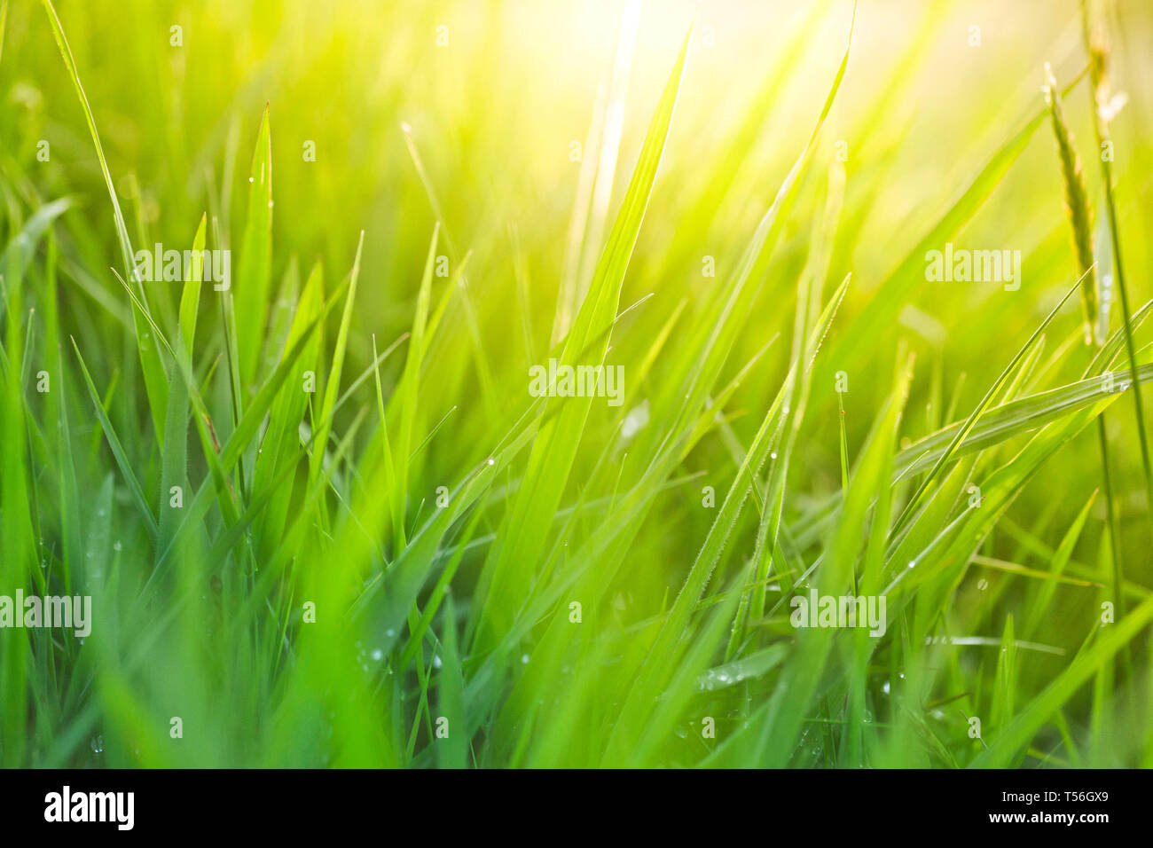 Lush, fresh green grass background Stock Photo - Alamy