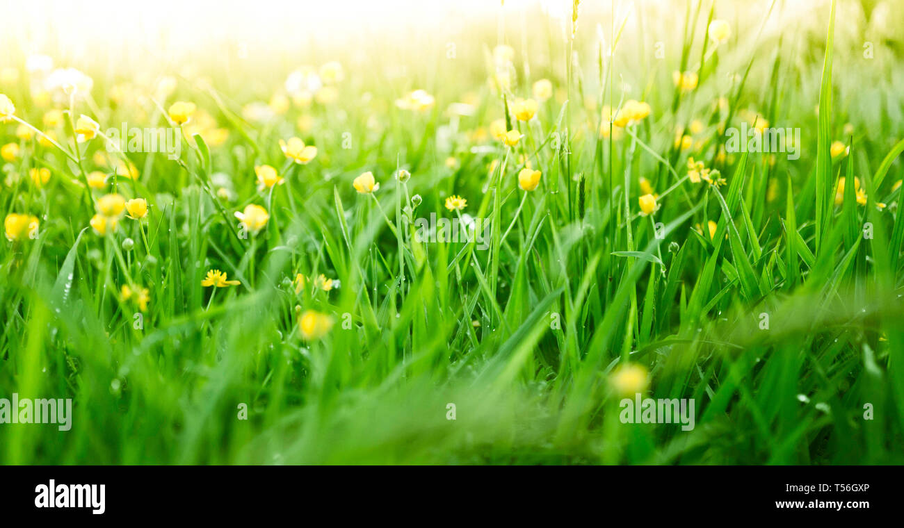 Lush, fresh green grass background with flowers Stock Photo