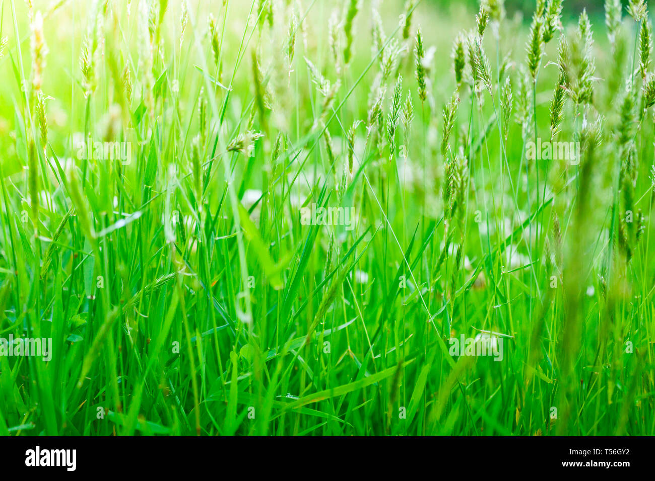 Lush, fresh green grass background Stock Photo