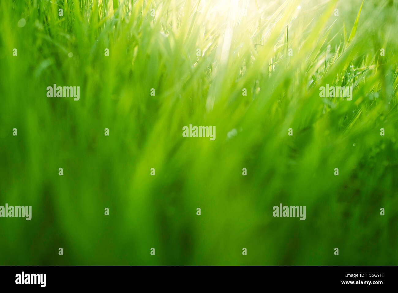Environment background hi-res stock photography and images - Alamy