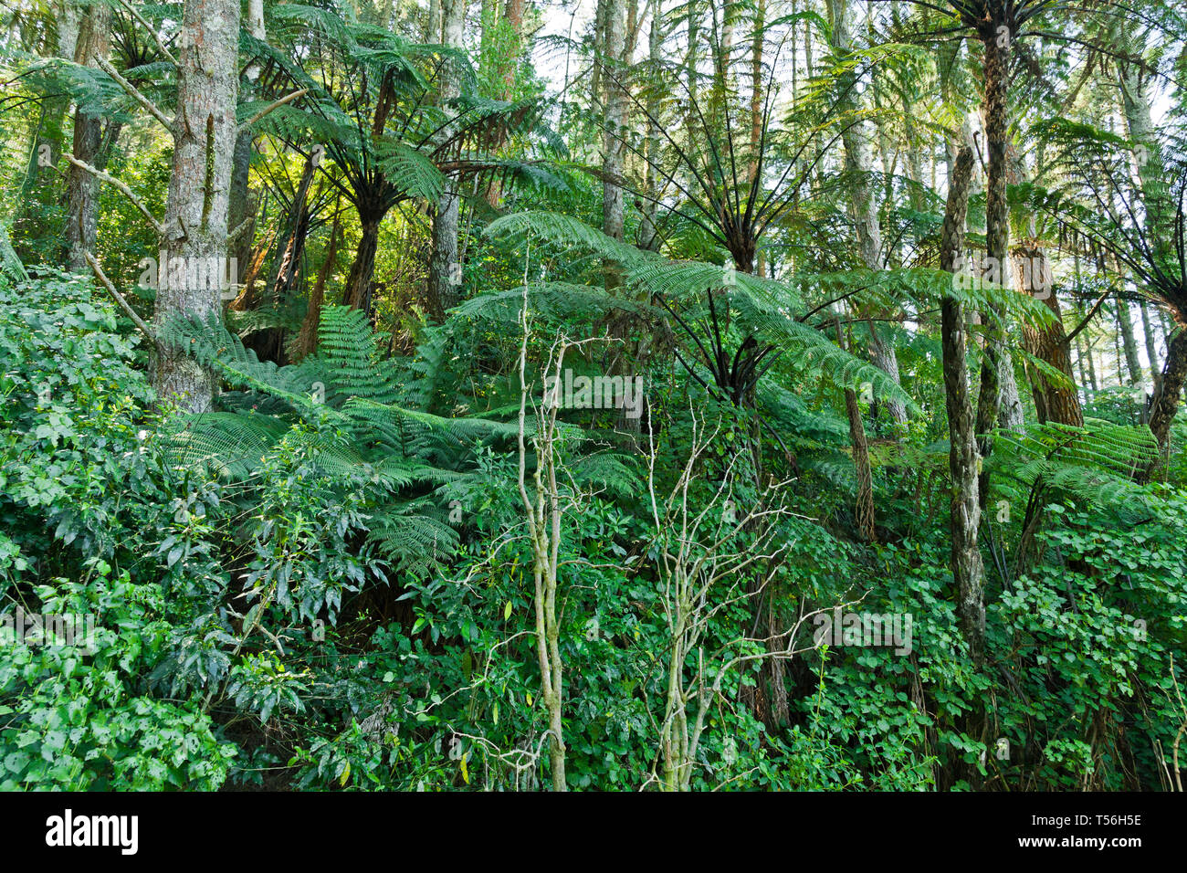 New Zealand Native Bush, trees and ferns Stock Photo Alamy