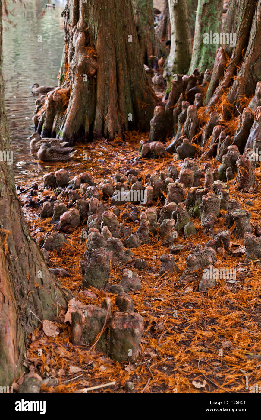 Swamp Cypress (Taxodium Distichum) knees formed next to a lake Stock Photo