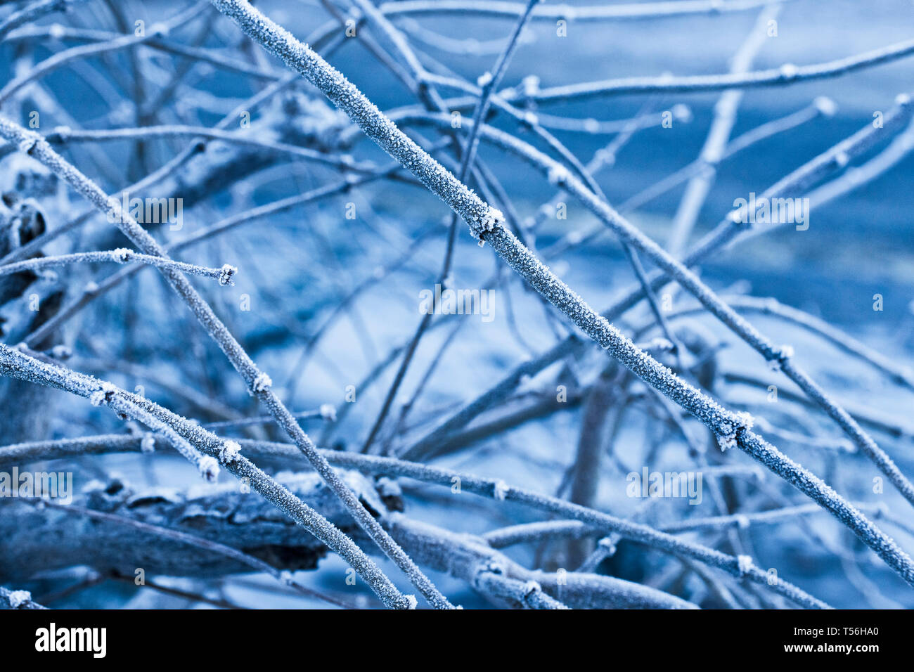 Ice cold tree branch with blue background hi-res stock photography and ...
