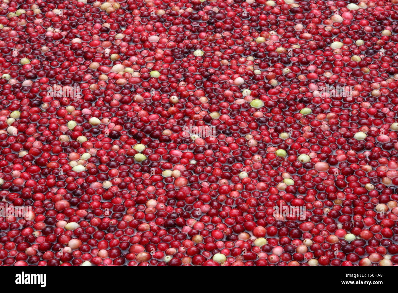 lots of cranberries floating in water Stock Photo Alamy