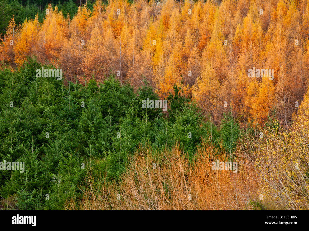 Trees in the forest in autumn Stock Photo - Alamy