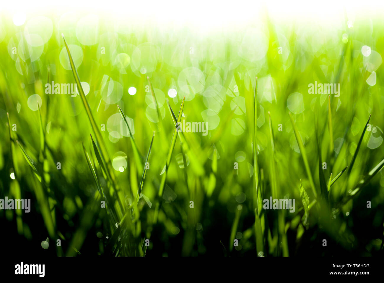 Dew drops on fresh spring grass on a spring morning Stock Photo