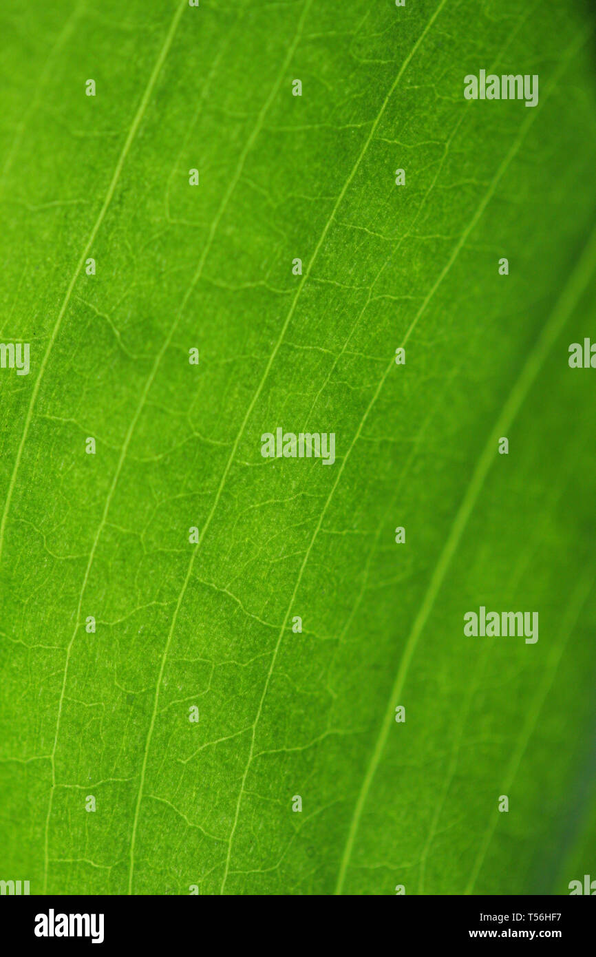 Fresh green leaf backgrounds. Shallow depth of field Stock Photo