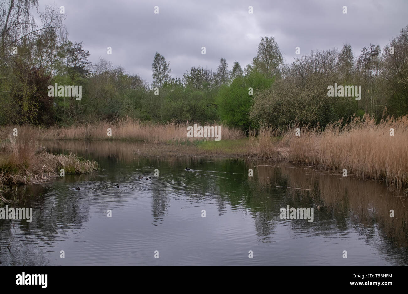 Wetlands Centre - London Stock Photo
