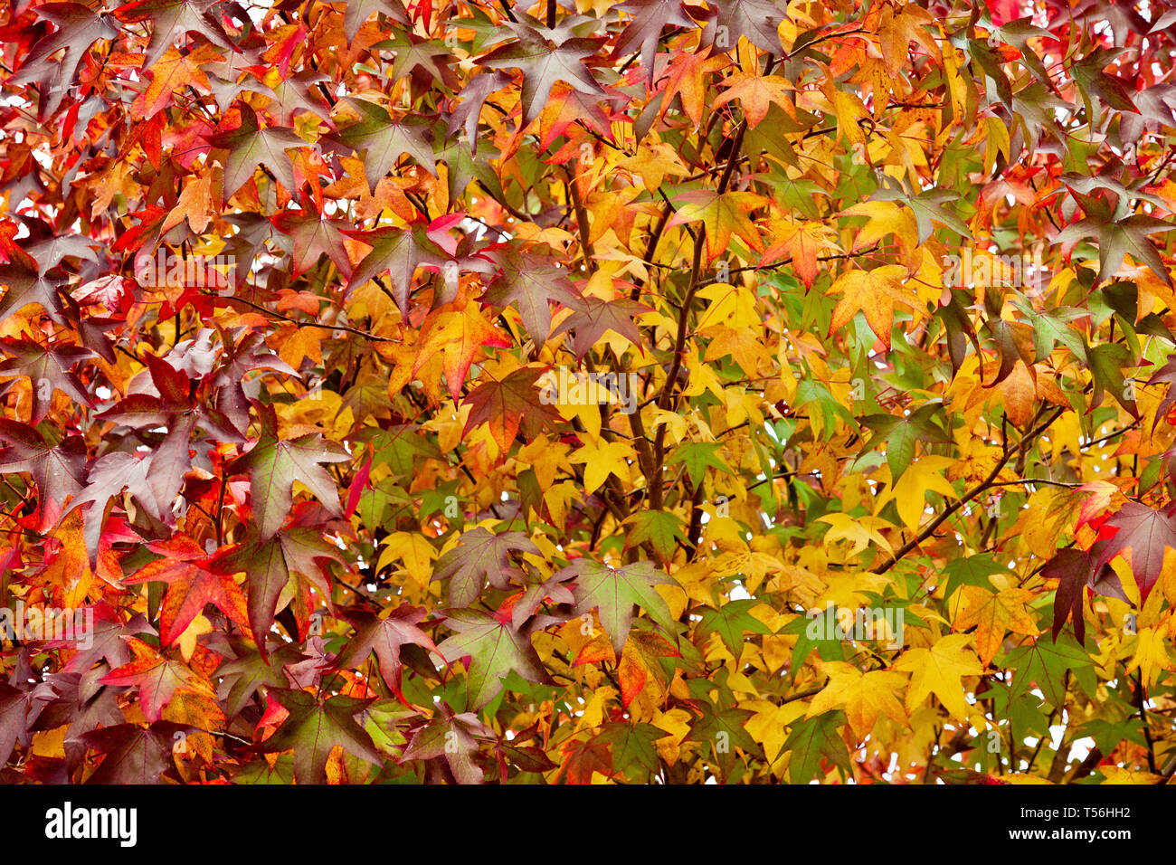 Nature background with bright autumn leaves Stock Photo