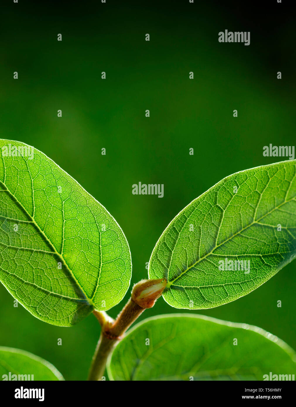 Fresh green leaf backgrounds. Shallow depth of field Stock Photo - Alamy