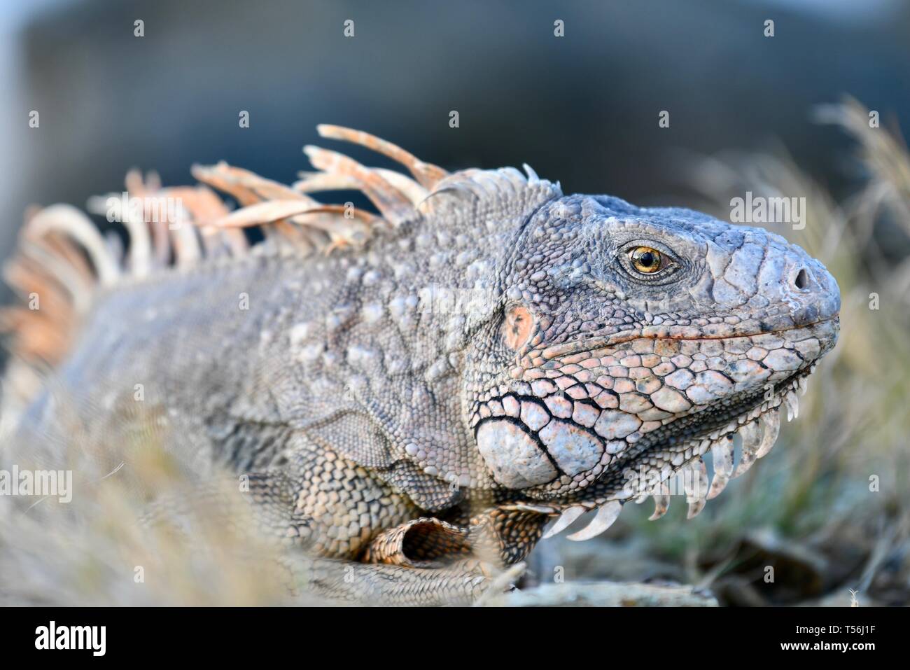 Iguana found in St. Croix, United States Virgin Islands Stock Photo