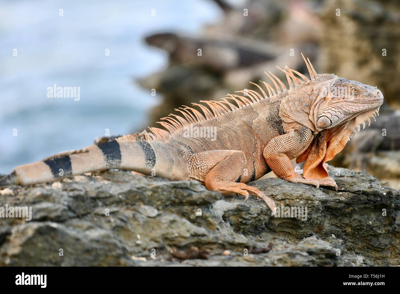 Orange toned iguana found in St. Croix, United States Virgin Islands Stock Photo