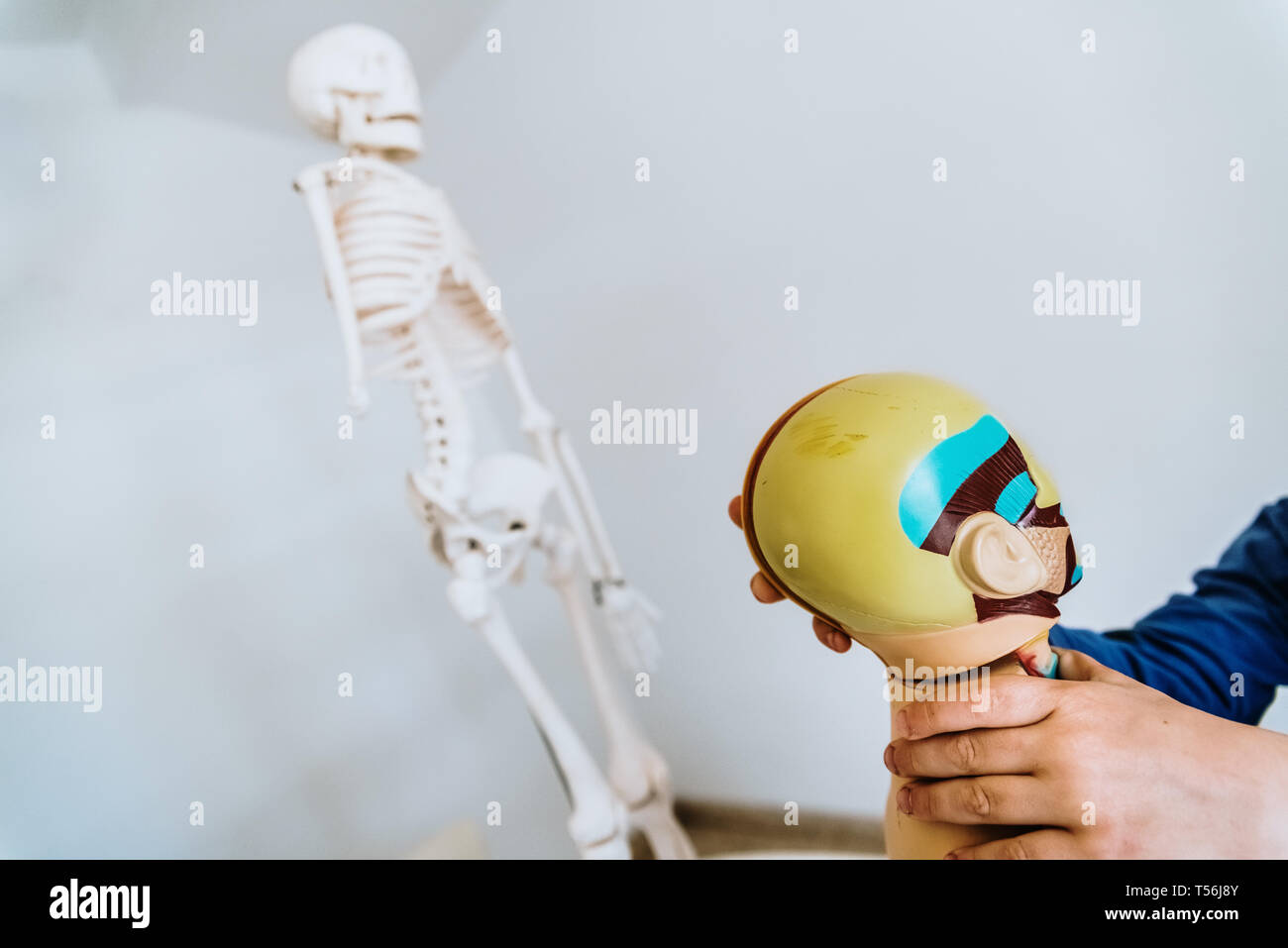 Anatomy class to children of primaría with a dummy of the human body Stock Photo Alamy