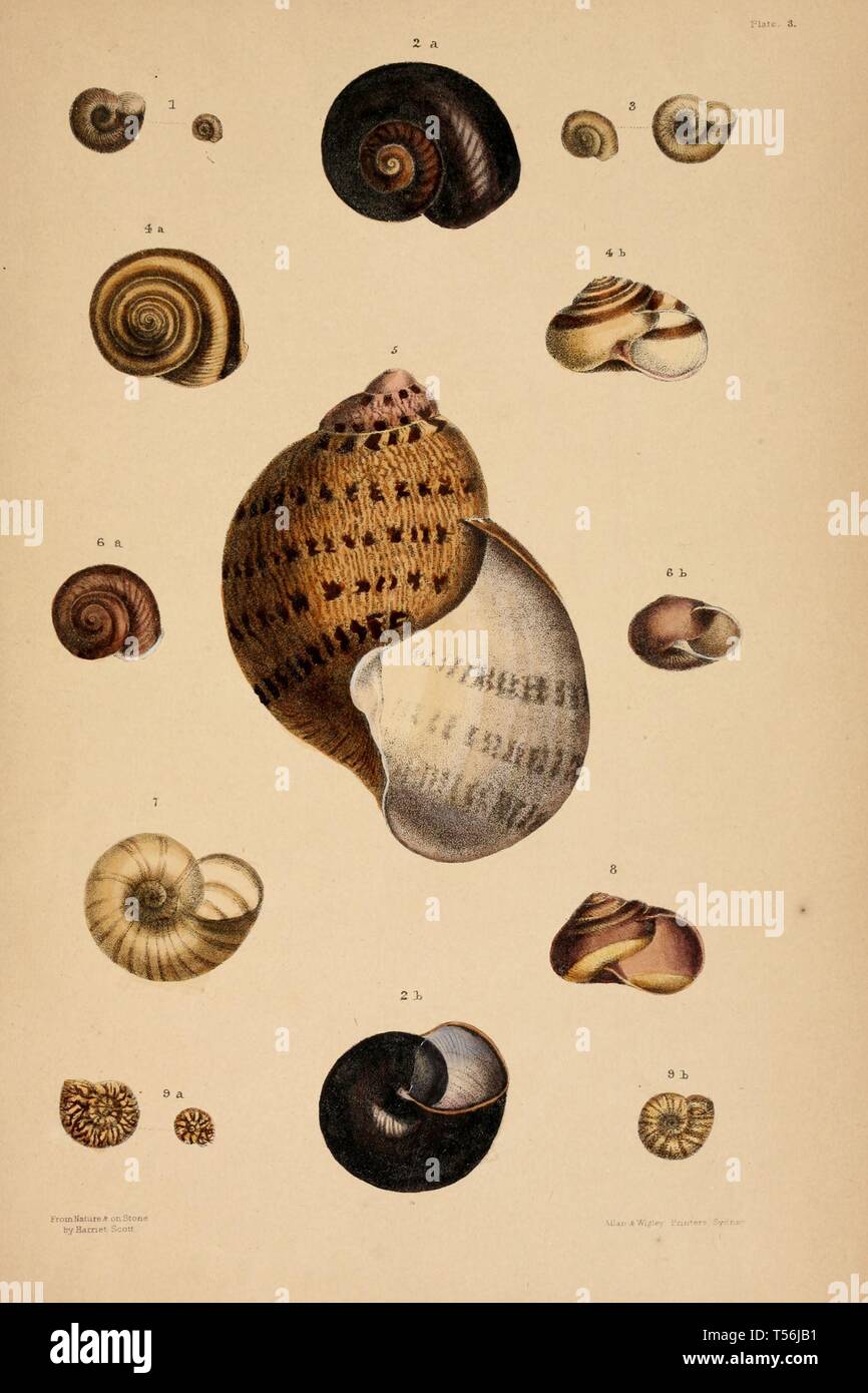 Beautiful vintage hand drawn illustrations of shells and conchs from ...