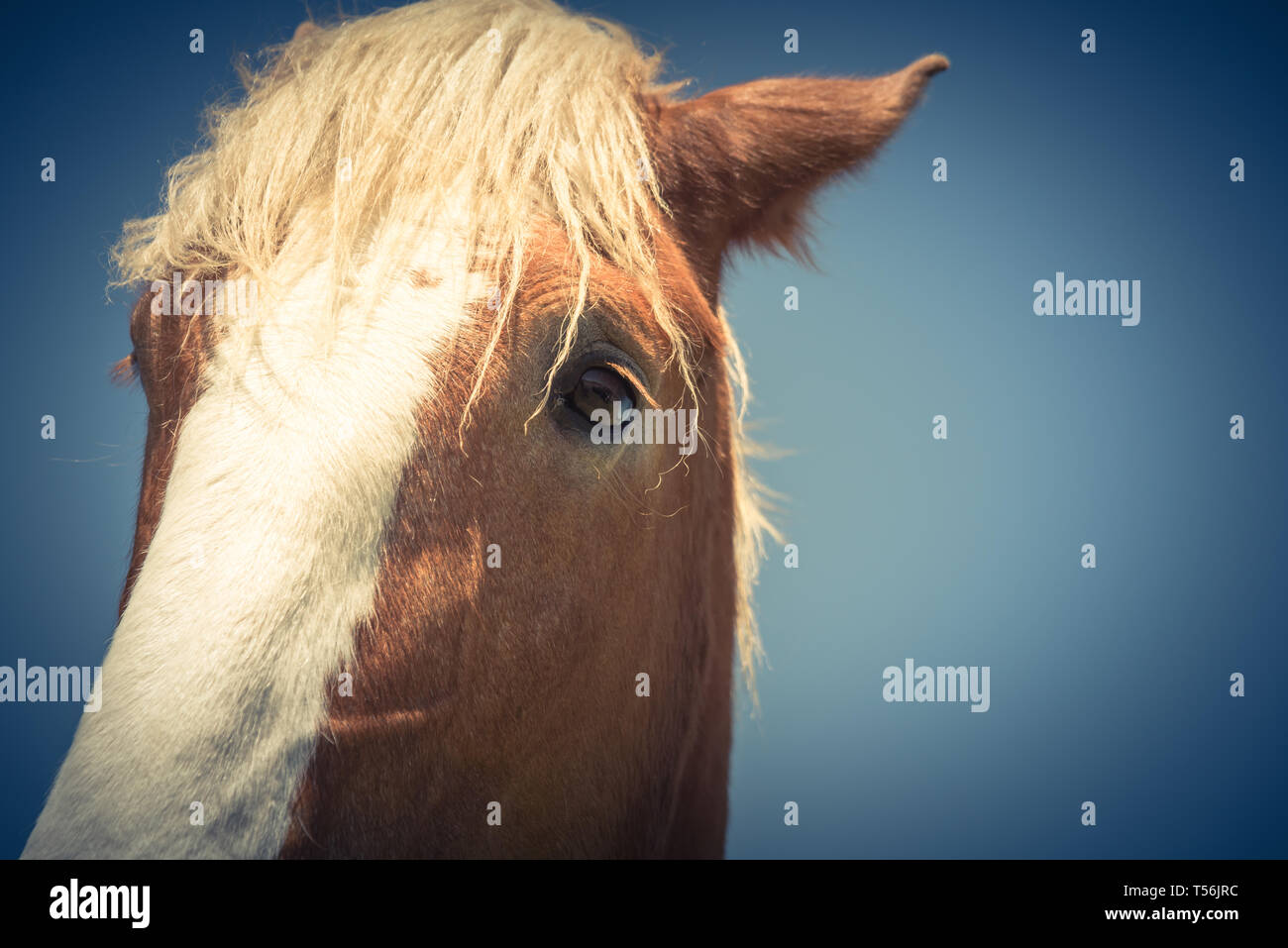 Horse Wallpaper High Resolution Stock Photography And Images