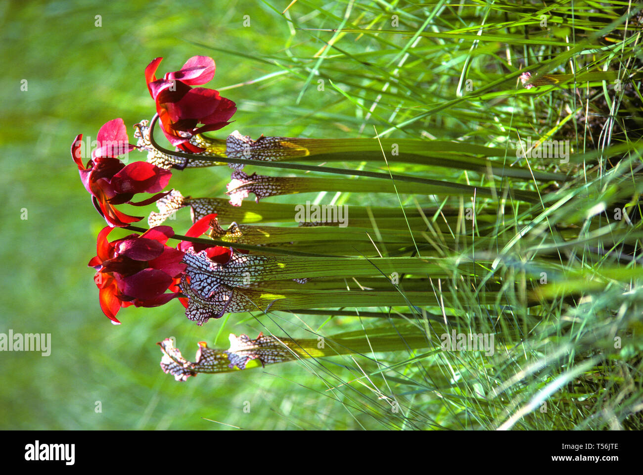 Pitcher plant adaptation hires stock photography and images Alamy