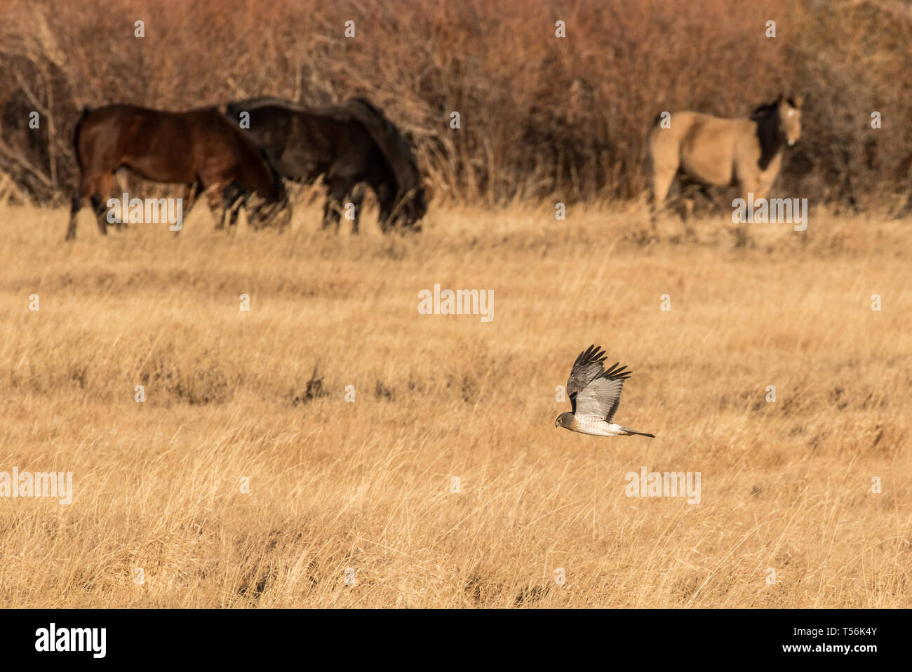 Marsh Hawk Hunts in a Horse Pasture Stock Photo