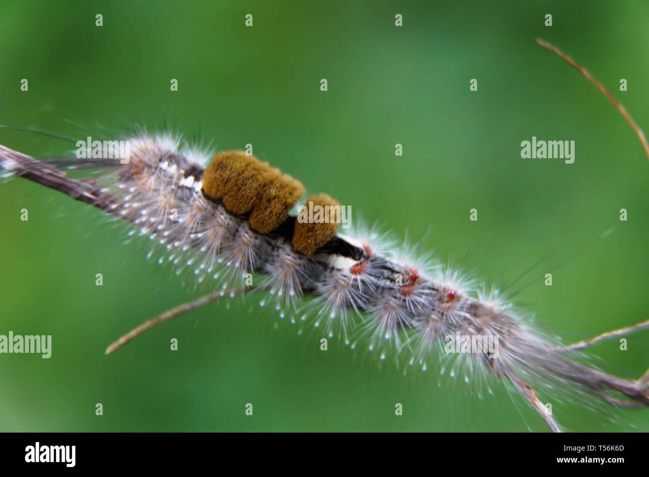 Caterpillar rash hi-res stock photography and images - Alamy