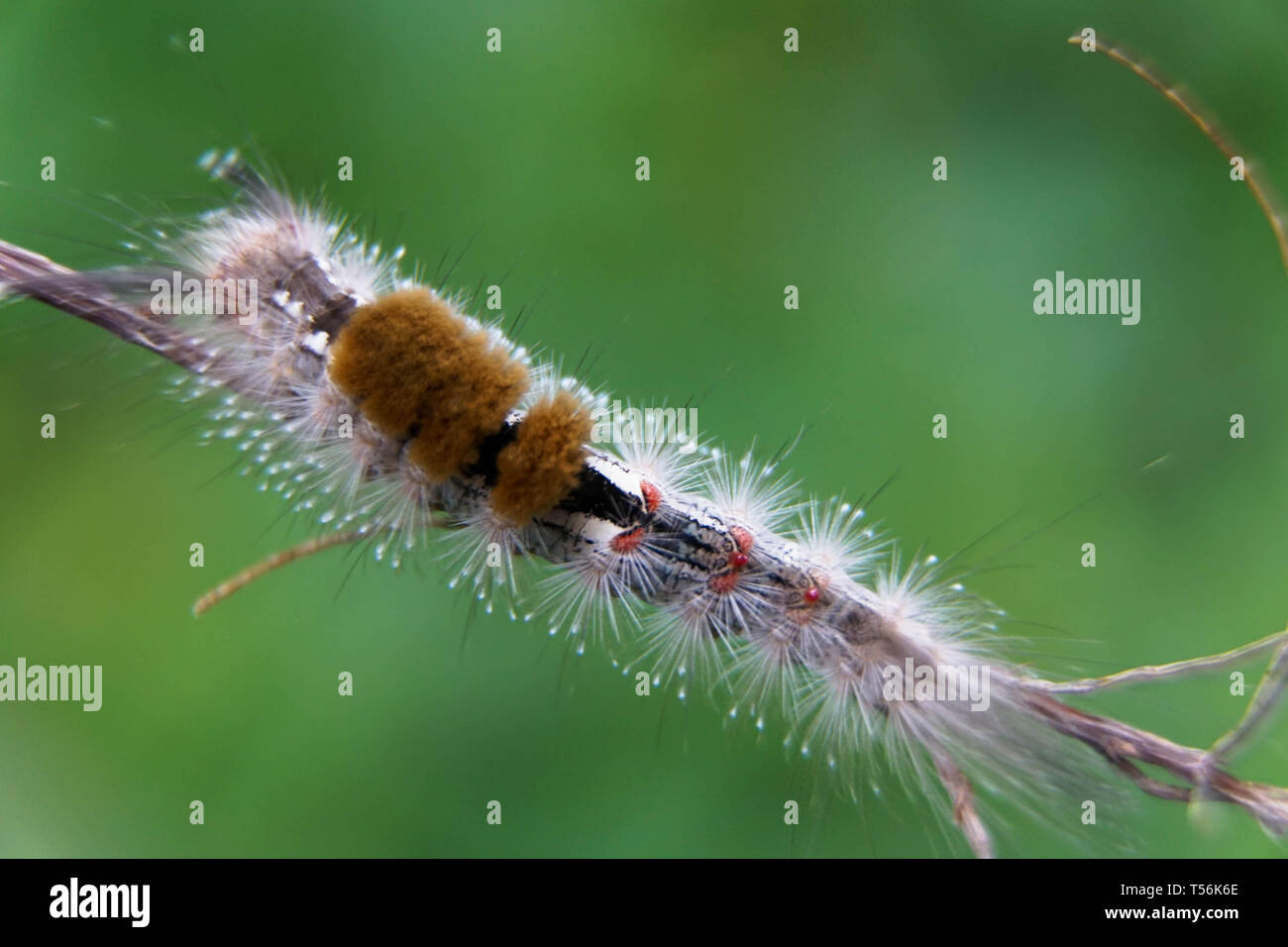 Hairy caterpillar hi-res stock photography and images - Alamy
