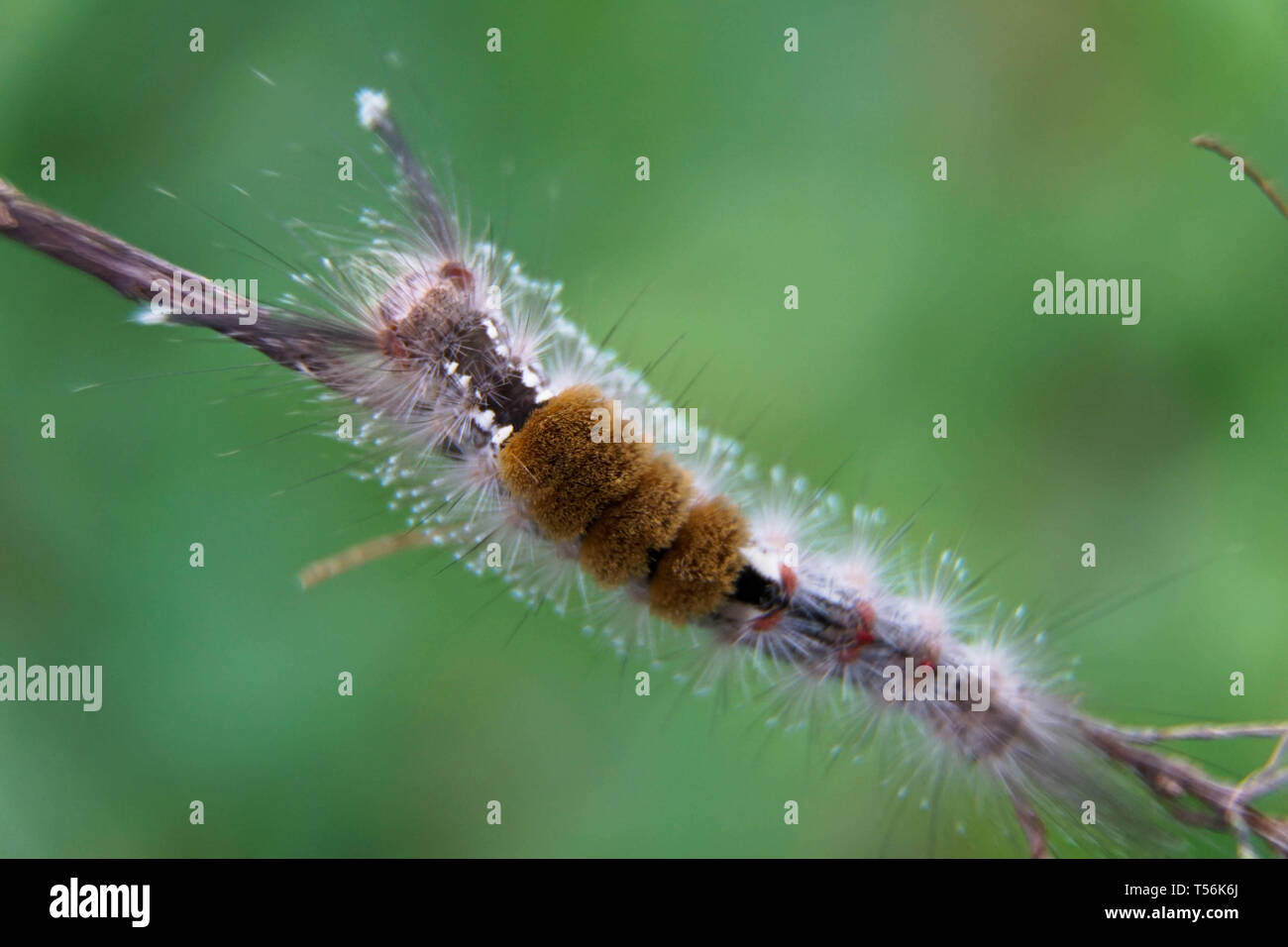 Close up Of Moth Caterpillar Hairy Caterpillar Isolated With Blurred close-up-of-moth-caterpillar-hairy-caterpillar-isolated-with-blurred