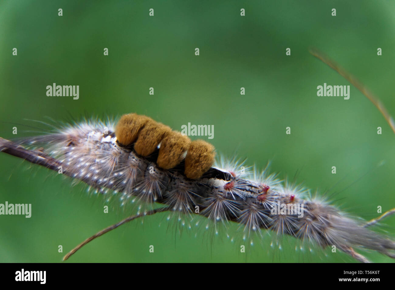Close up Of Moth Caterpillar Hairy Caterpillar Isolated With Blurred close-up-of-moth-caterpillar-hairy-caterpillar-isolated-with-blurred